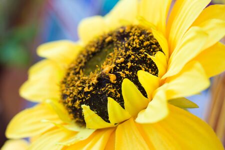 Sunflower fraudulently used for decoration in ceremonies.の写真素材