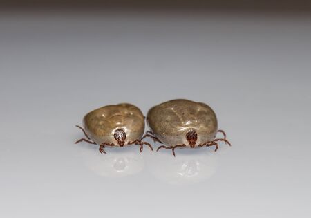 Big dog tick sucking blood is ready to breed