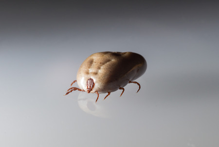 Big dog tick sucking blood is ready to breedの写真素材