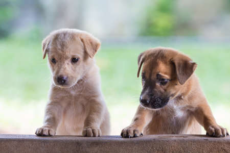 Little dogs mixed breed puppy on a natural background.の写真素材