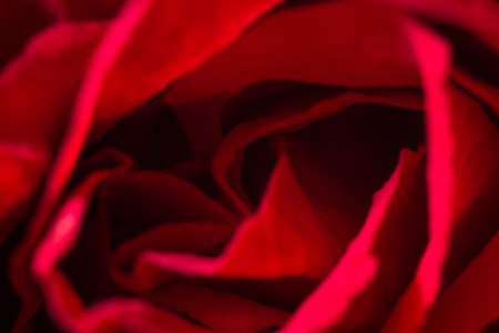 Blur background closeup red rose.の写真素材