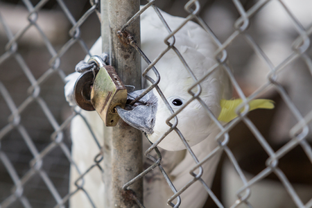 Cockatoo trapped in a steel cage.
bite the key because it's want fly to freedom.の写真素材