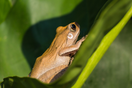 frog amphibian on the green leavesの写真素材