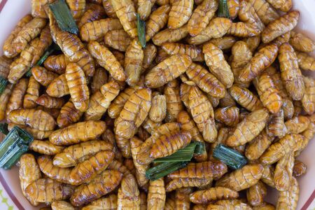 fried silk caterpillar for retail sale in Thailand marketの写真素材