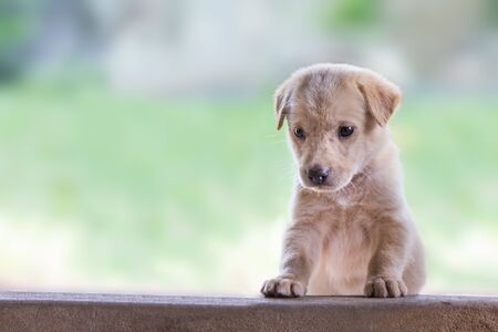 Mixed breed puppy on a natural background.With copy spaceの写真素材