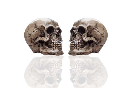 Two human skull and reflection isolated on white background