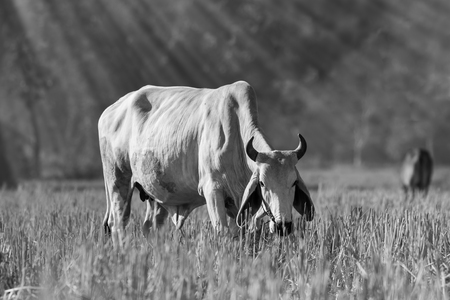 Cows are eating rice straw After harvest.の写真素材