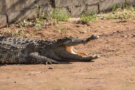 Crocodile farmed in ponds.の写真素材