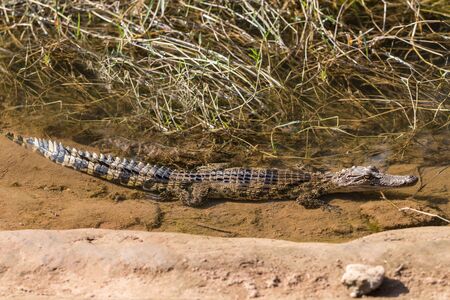 Little crocodile farmed in ponds.の写真素材
