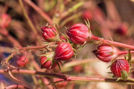 Red roselle flowers in the gardens.の写真素材