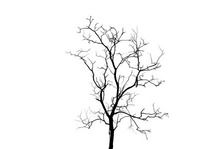 Silhouette daed tree.の写真素材
