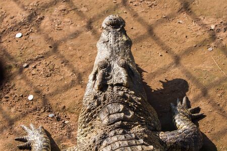 Crocodile trapped in a cage.の写真素材