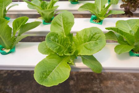 Organic hydroponic vegetable in cultivation farm.の写真素材