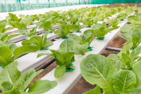 Organic hydroponic vegetable in cultivation farm.Vegetables that are not toxic.Insects can live.の写真素材