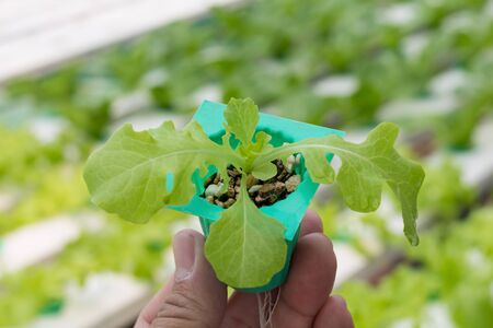 Organic hydroponic vegetable in cultivation farm.Vegetables that are not toxic.Insects can live.の写真素材