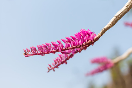 Pink Toothbrush Orchid;  Dendrobium secundum.の写真素材