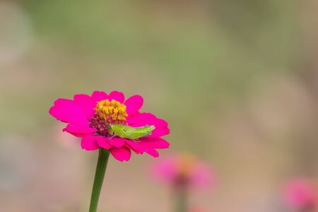 Grasshopper perched on a pink flower.の写真素材