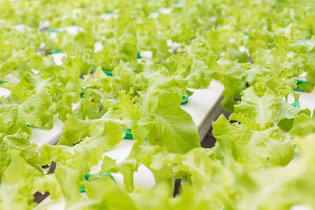 Organic hydroponic vegetable in cultivation farm.Vegetables that are not toxic.Insects can live.