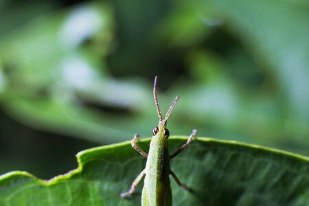 Grasshopper on green leaf insect bite.の写真素材