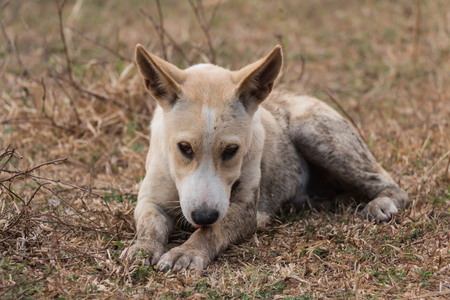 Dog licking legs to clean up.の写真素材