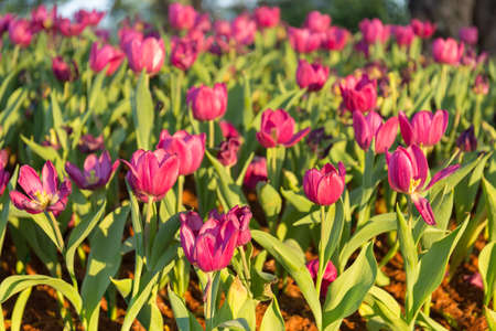 Tulips garden with evening sun.の写真素材