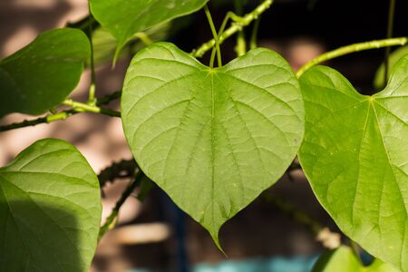 Green leaf heart shapedの写真素材