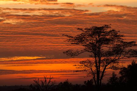 Silhouette of tree on the beautiful orange sky in the morning.の写真素材