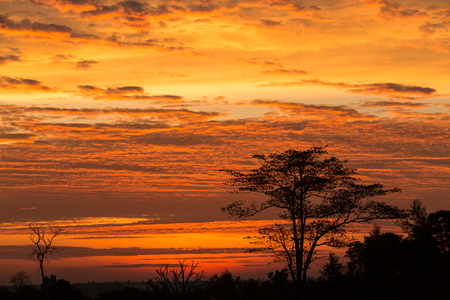 Silhouette of tree on the beautiful orange sky in the morning.の写真素材