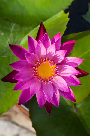 Pink lotus over the green leaf.の写真素材