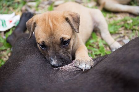 Dog, Puppy, sucking the milk of the mother.の写真素材