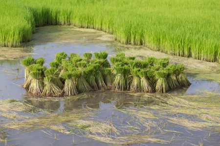 Seedlings are being prepared for planting in paddy fields.の写真素材