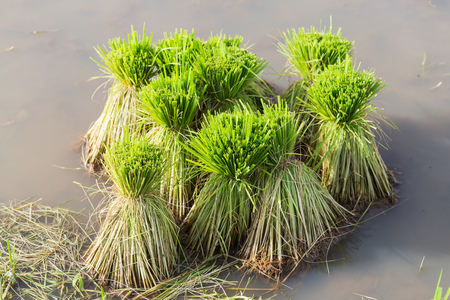 Seedlings are being prepared for planting in paddy fields.の写真素材