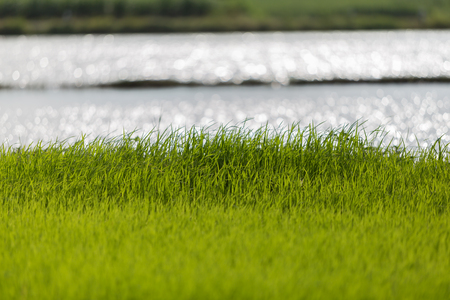 rice fieldの写真素材