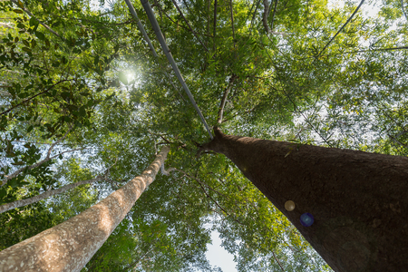 The perspective of the old tree.In the forest.With lens flaer light effect.の写真素材