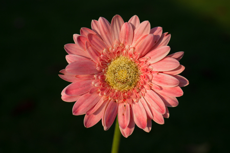Close up of flower isolated on black color.の写真素材