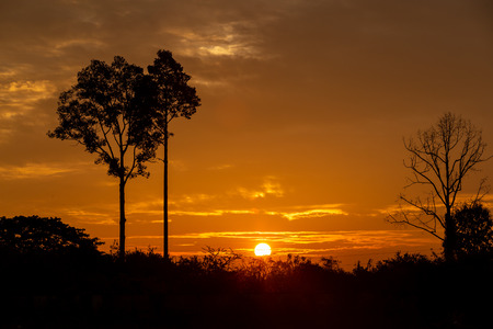 The beautiful trees and sunshine in the morning.の写真素材
