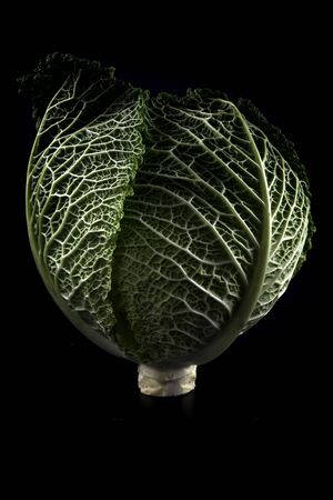 Lettuce on a dark mood photographyの写真素材
