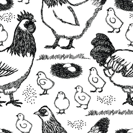 Chicken farm Sussex hen Background Black and white colorのイラスト素材