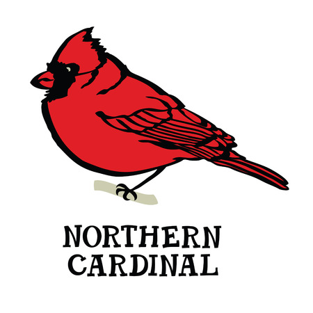 Northern cardinal Vector isolated object Cartoon drawingのイラスト素材