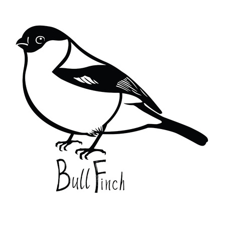 Birds collection Bullfinch Black and white vector Isolated objectのイラスト素材