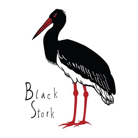 Birds collection Black Stork Color vector objectのイラスト素材