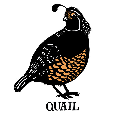 Quail Vector isolated object Cartoon drawingのイラスト素材