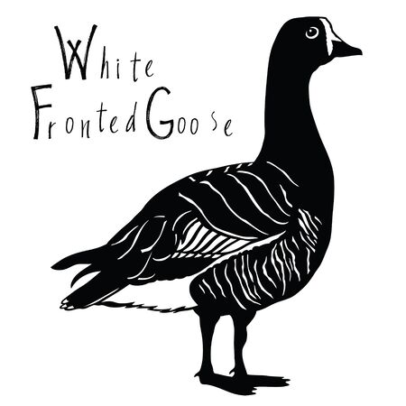 Birds collection White Fronted Goose Black and white colorsのイラスト素材