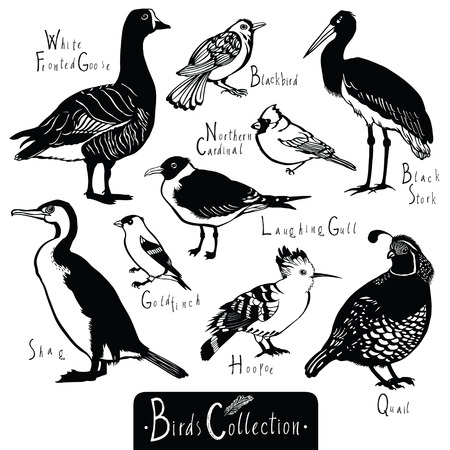Birds collection Black Stork Goldfinch Laughing Gull Quail Hoopoe White Fronted Goose Shag Northern cardinal Blackbird Black and white vector objectsのイラスト素材