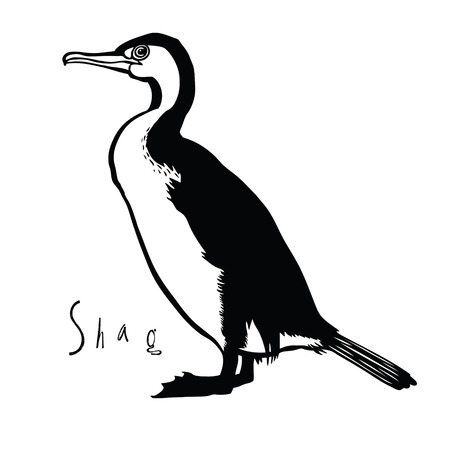 Birds collection Shag Black and white colorsのイラスト素材