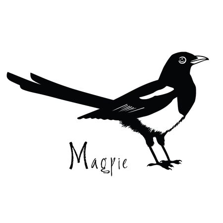 Birds collection Magpie Black and white Vector objectのイラスト素材