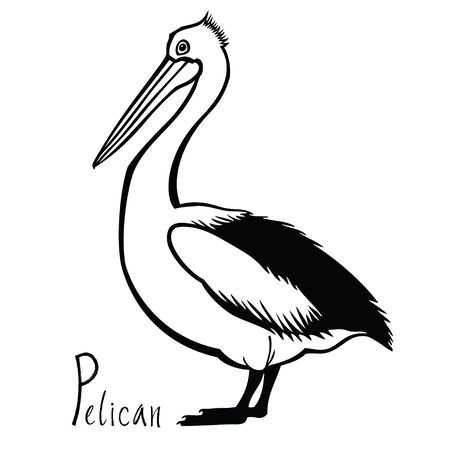 Birds collection Pelican Black and white vectorのイラスト素材