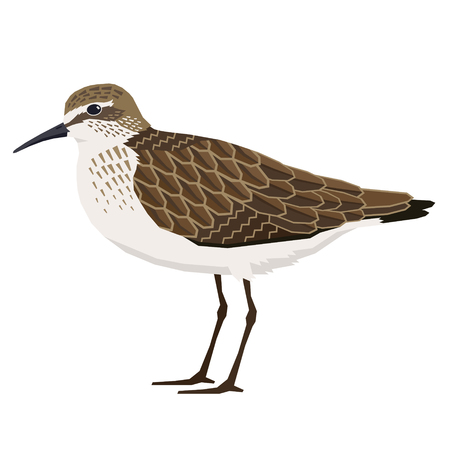 Birds collection Sandpiper Vector illustration Isolated object setのイラスト素材