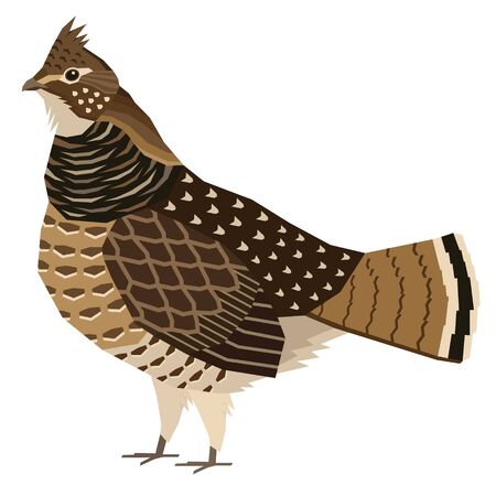 Ruffed grouse Birds collection Vector illustration Isolated object setのイラスト素材