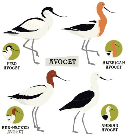 Birds collection Avocet birds Vector illustration Isolated object setのイラスト素材